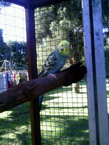 My cute budgie Biscuit, spending some time in the aviary.