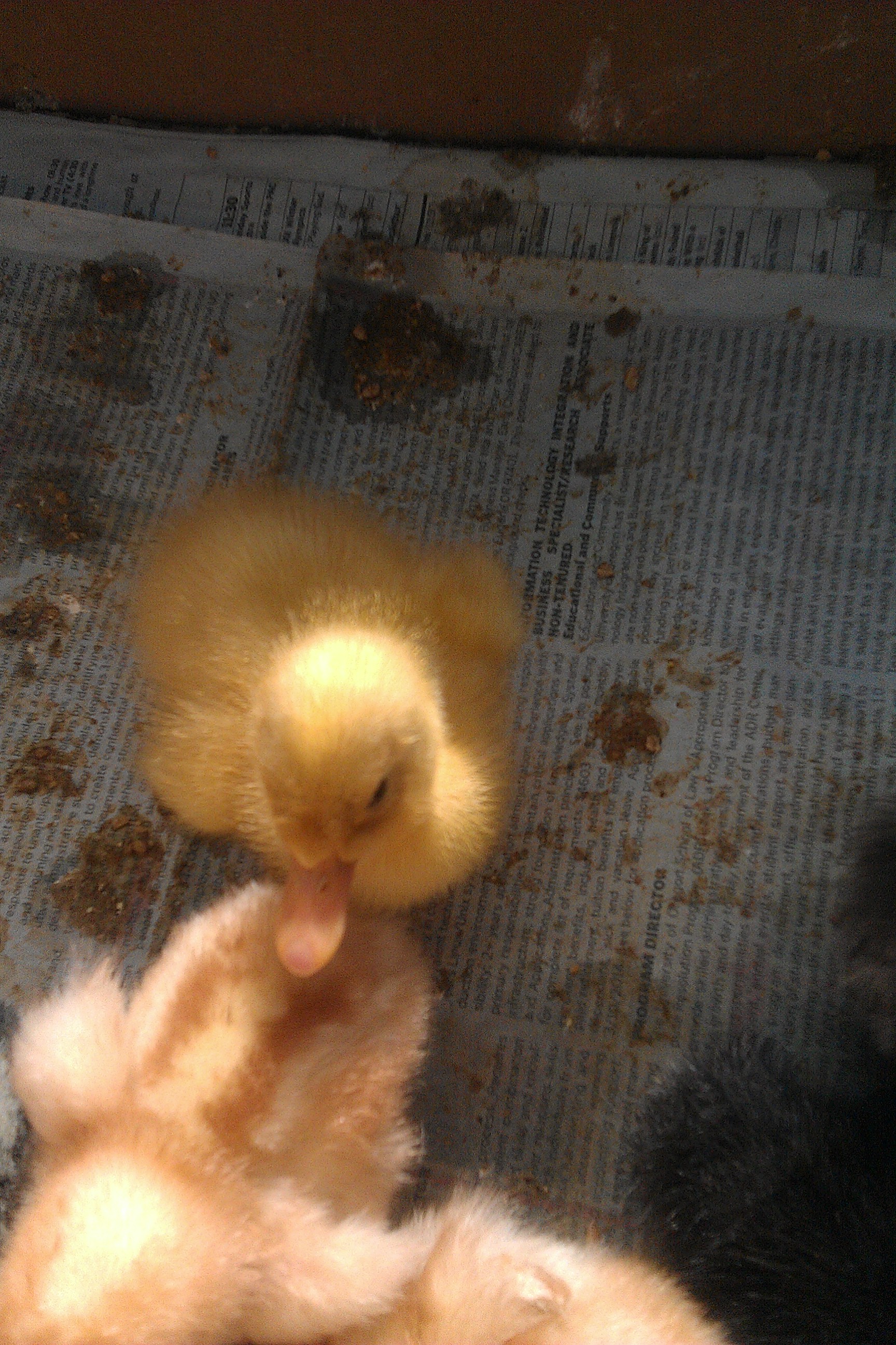 My cute lil yellow duckie