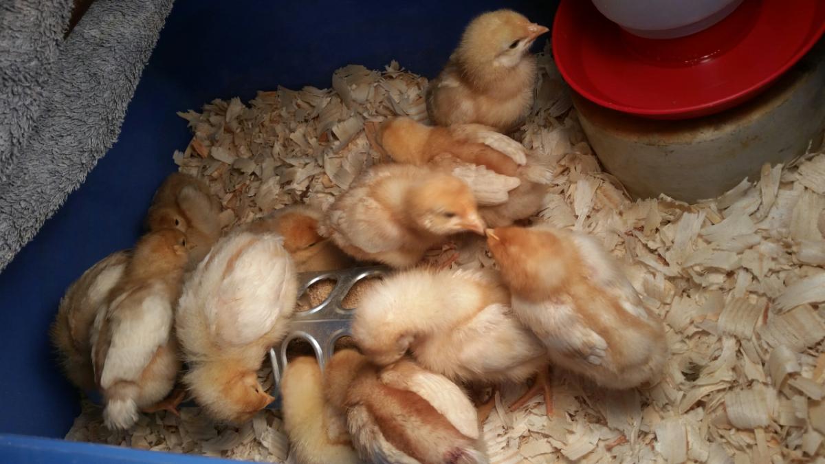 My daddy's 12 pullets that he got from the same place and on same day as I did. We didn't plan this, lol. I stopped and got mine after work and he got his earlier in the day. We were having a family pizza night so when I arrived at his house and took my box inside, he laughed and then showed me his temporary brooder. Like father, like daughter, lol. My brother didn't find it as funny as Daddy has recruited him for coop building and lower yard fencing next week. :) 03/11/15
