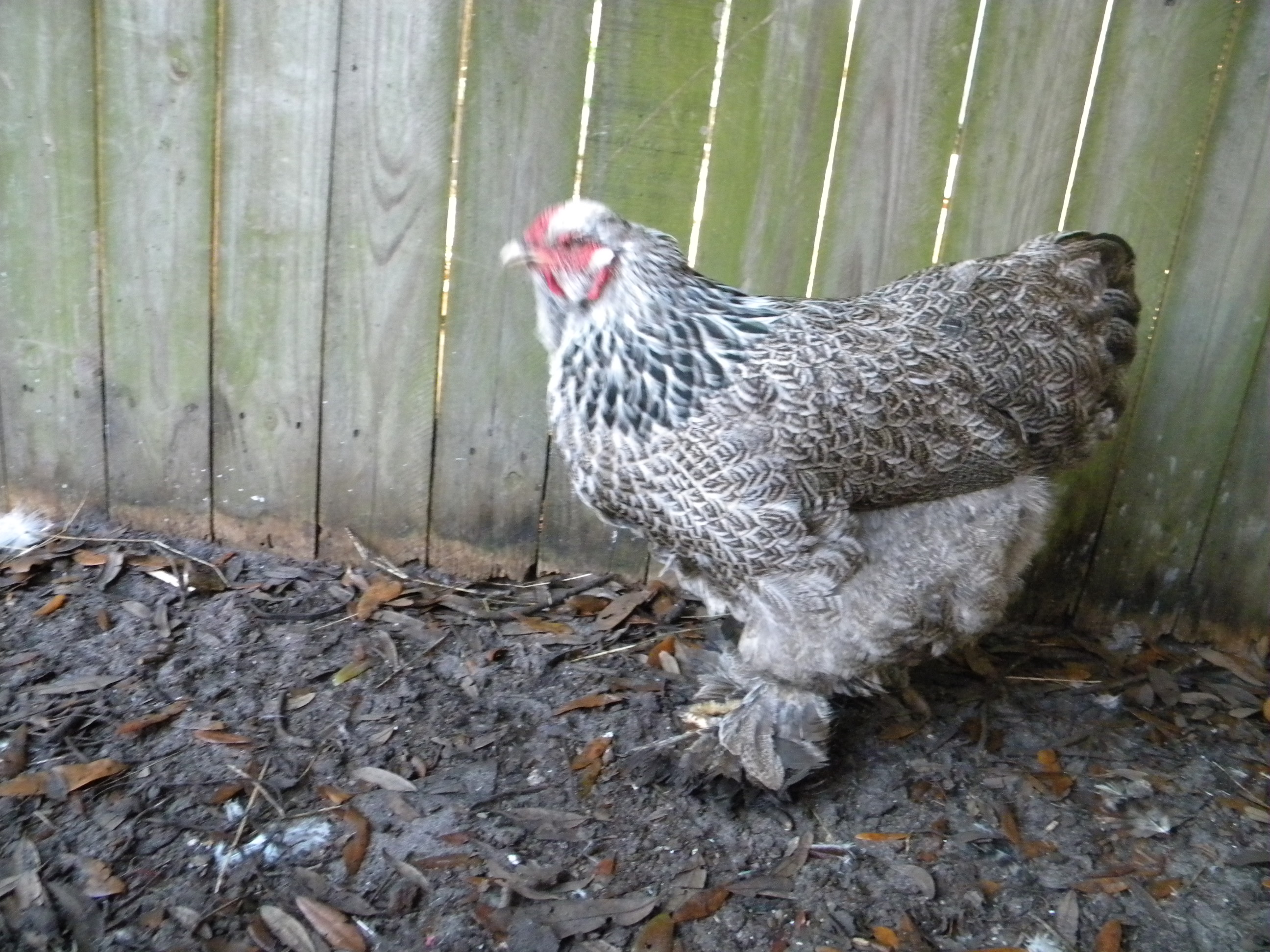 my dark brahma hen