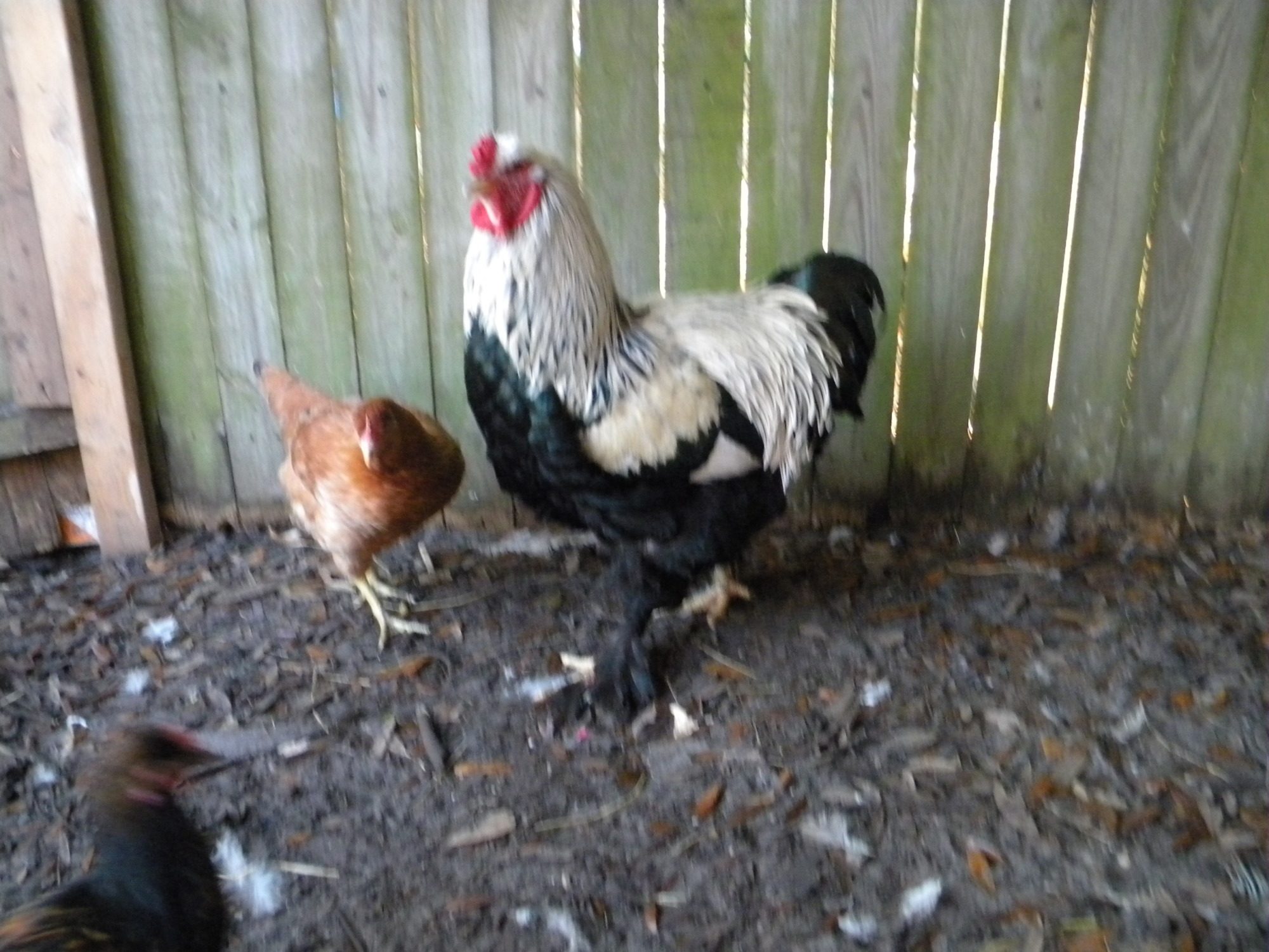 my dark brahma rooster