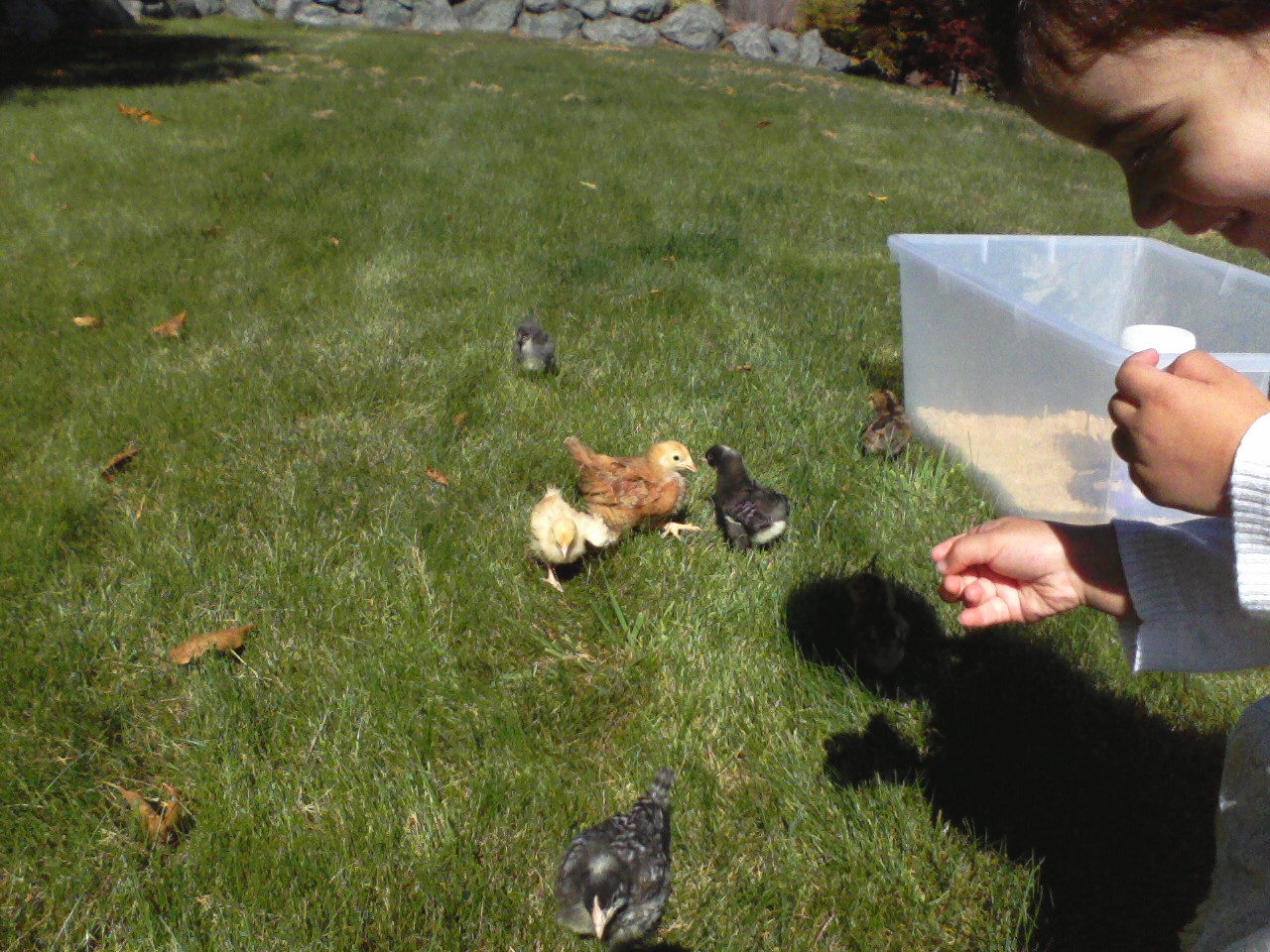 My darling gets chicken tunnel vision.  She normally listens to me, but when the chicks are around, forget it.