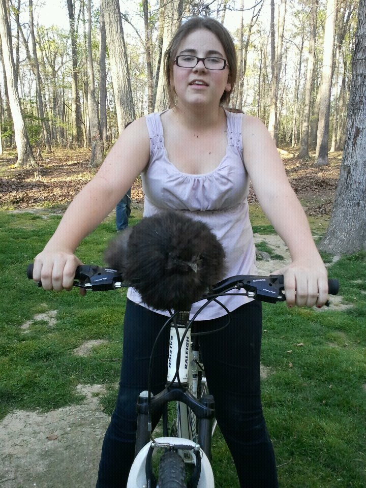 My daughter and her chicken, a silky.  She rides him around on her bike all the time and he just sits there like he is in the picture.