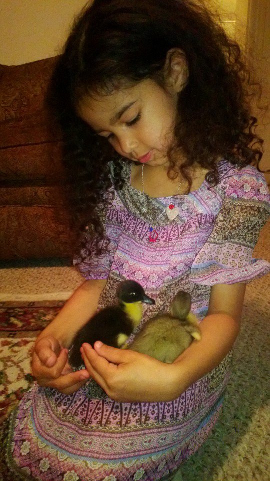 *
My daughter and her new duclings, hatched on Friday.  Zack and Sara are their names. We believe one is a blue swedish and one is a black swedish, but they come from a pen full of various breeds, so not 100% sure. Could be a mixture.