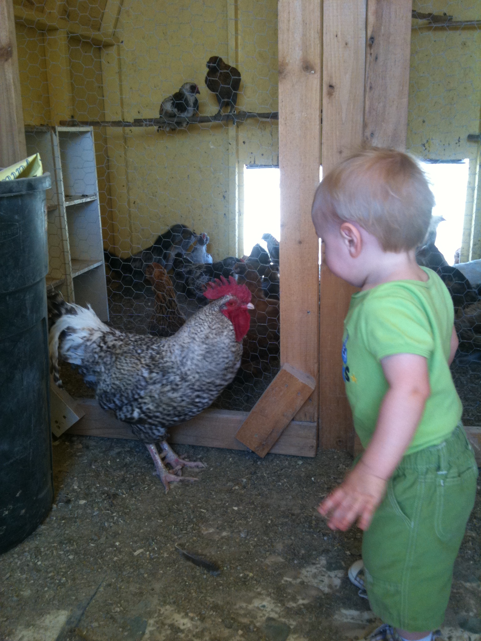 My daughter checking out one of our maran roosters