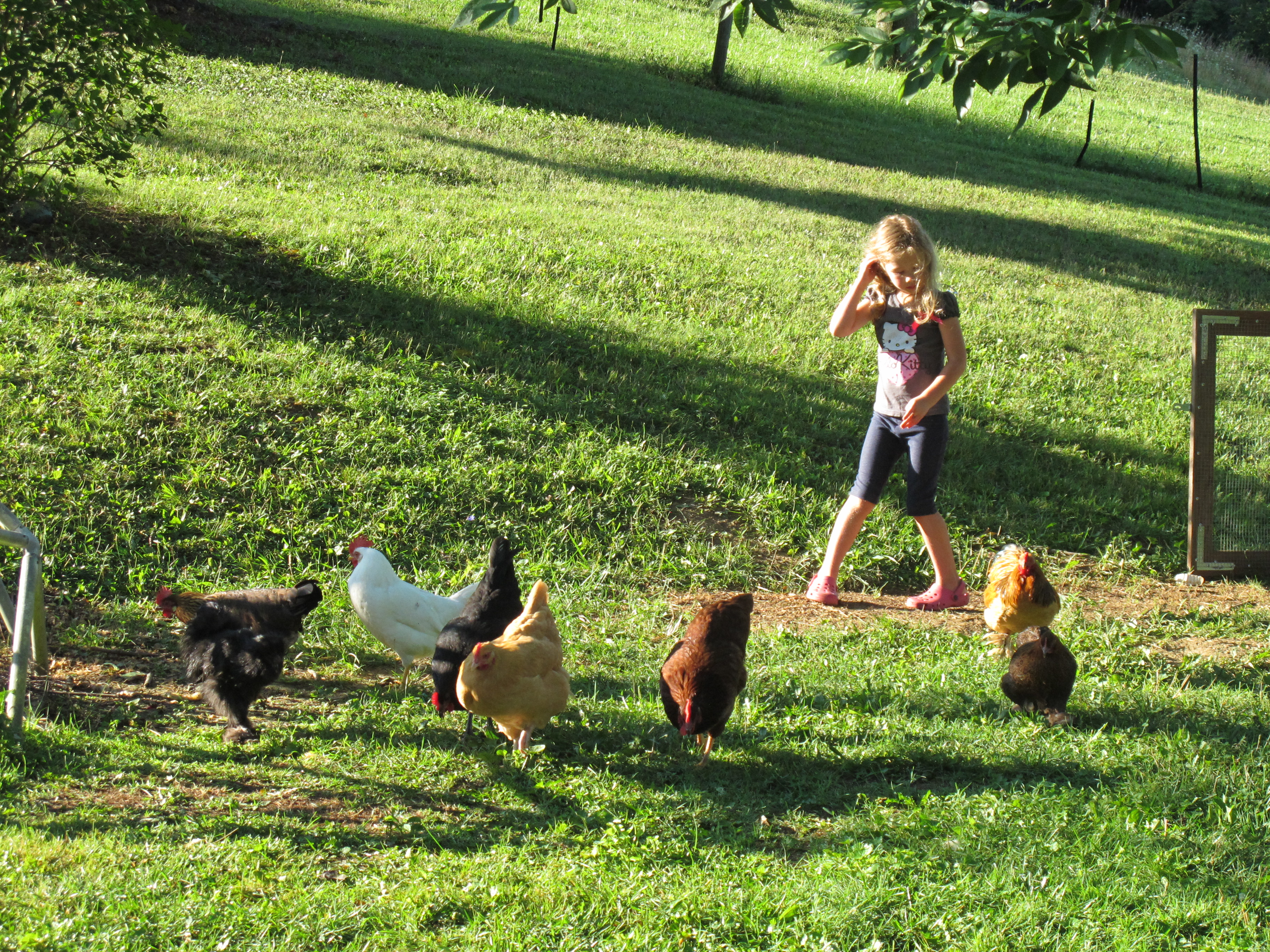 My daughter feeding the flock.