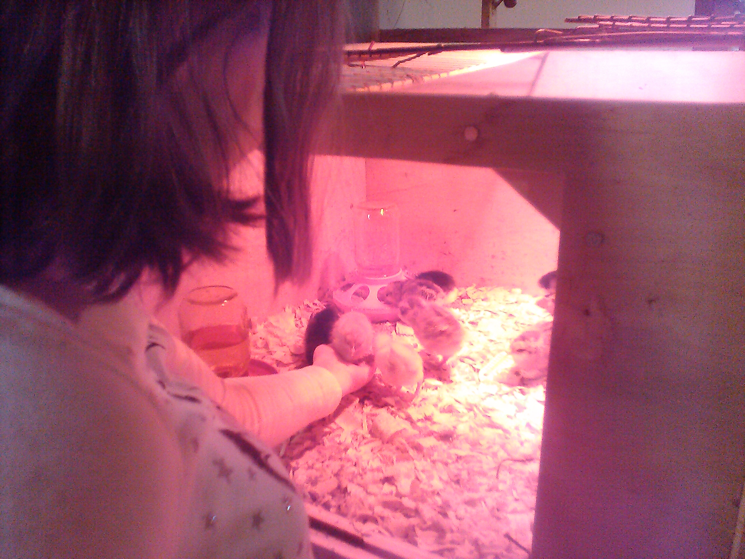 My daughter hand feeding some of the new babies