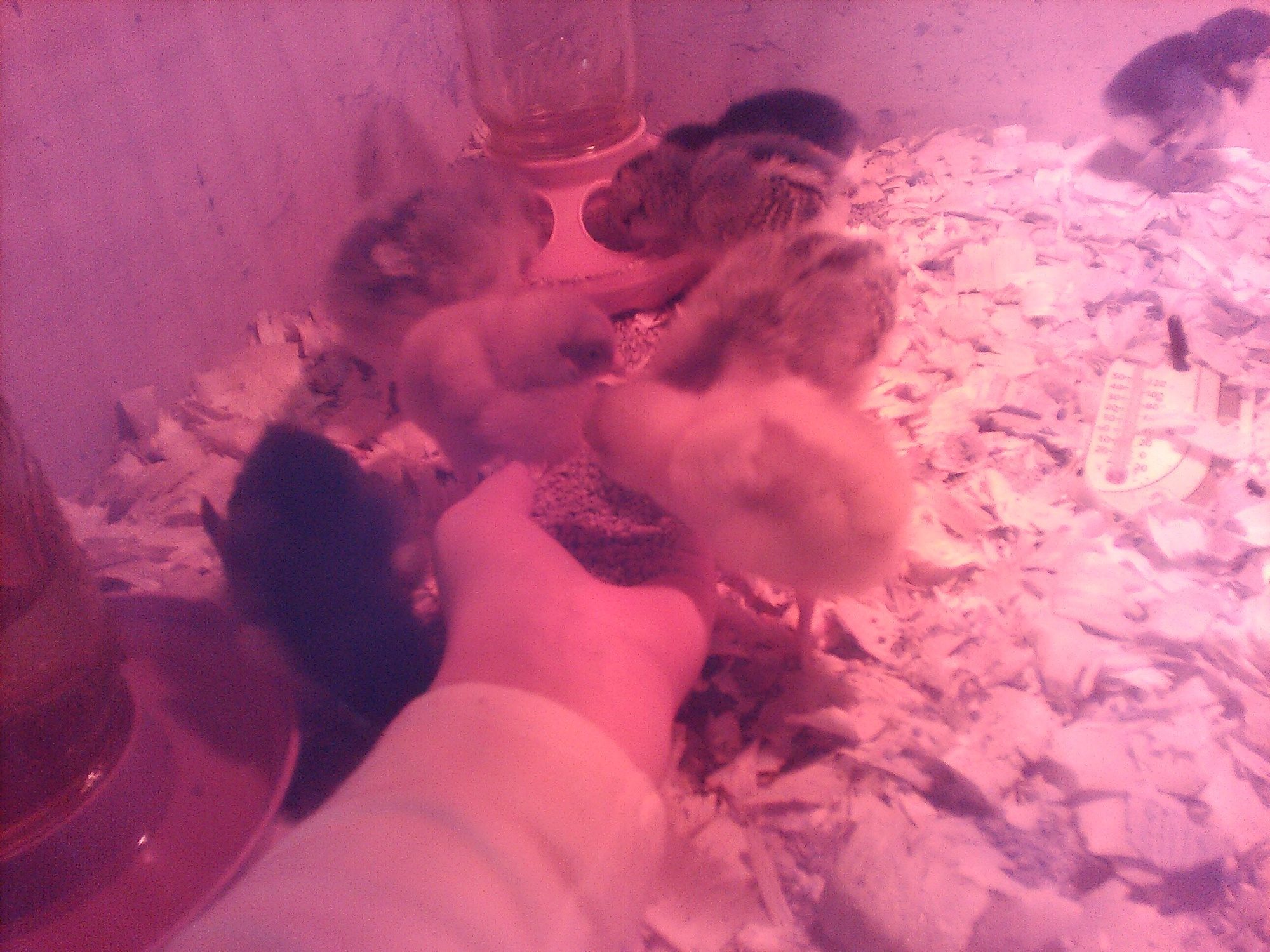 My daughter hand feeding some of the new babies