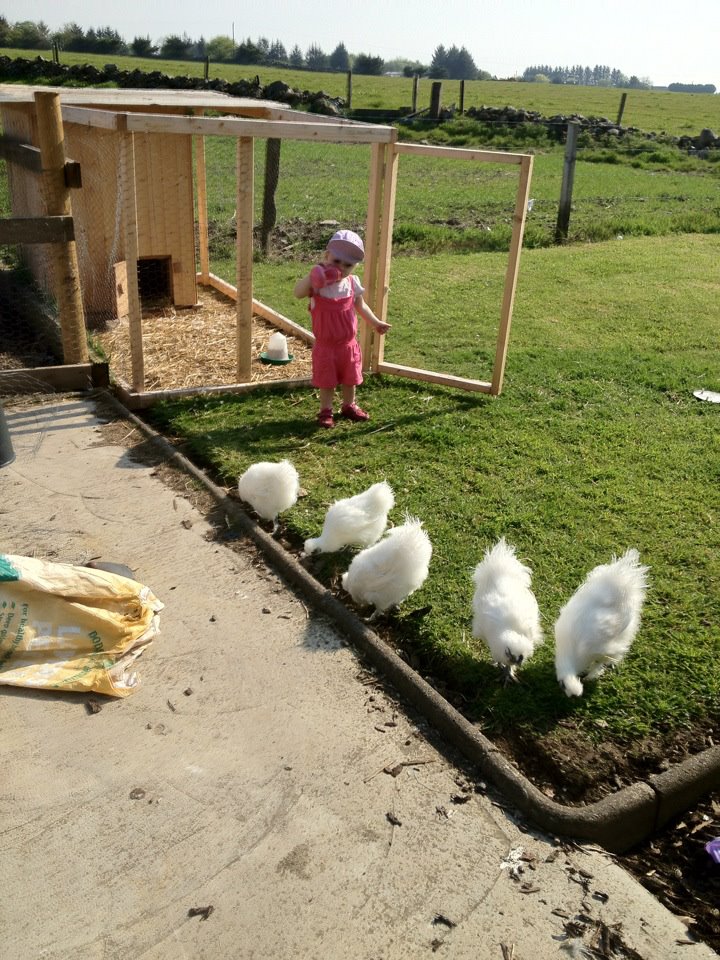 my daughter looking after my first hatch 4 roos 1 hen :(
