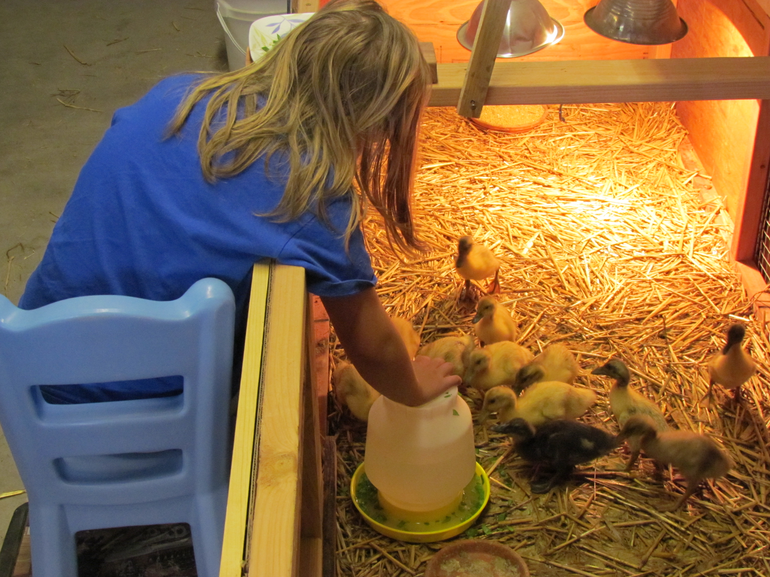 my daughter making nice. ducks about 1 week old