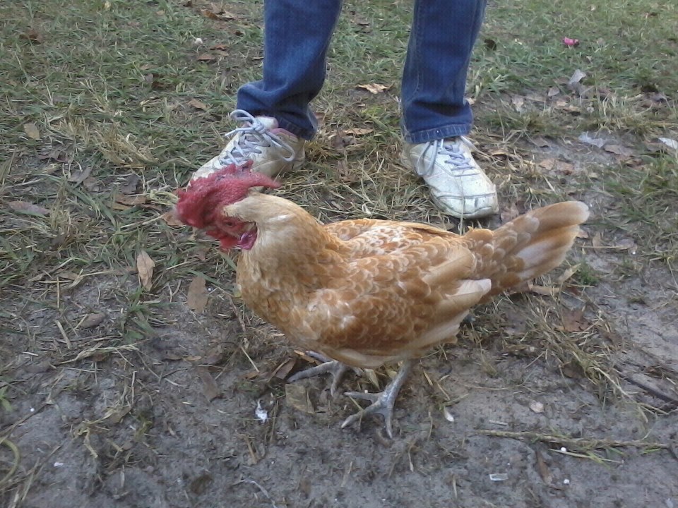 My daughter tiny Rooster so sweet