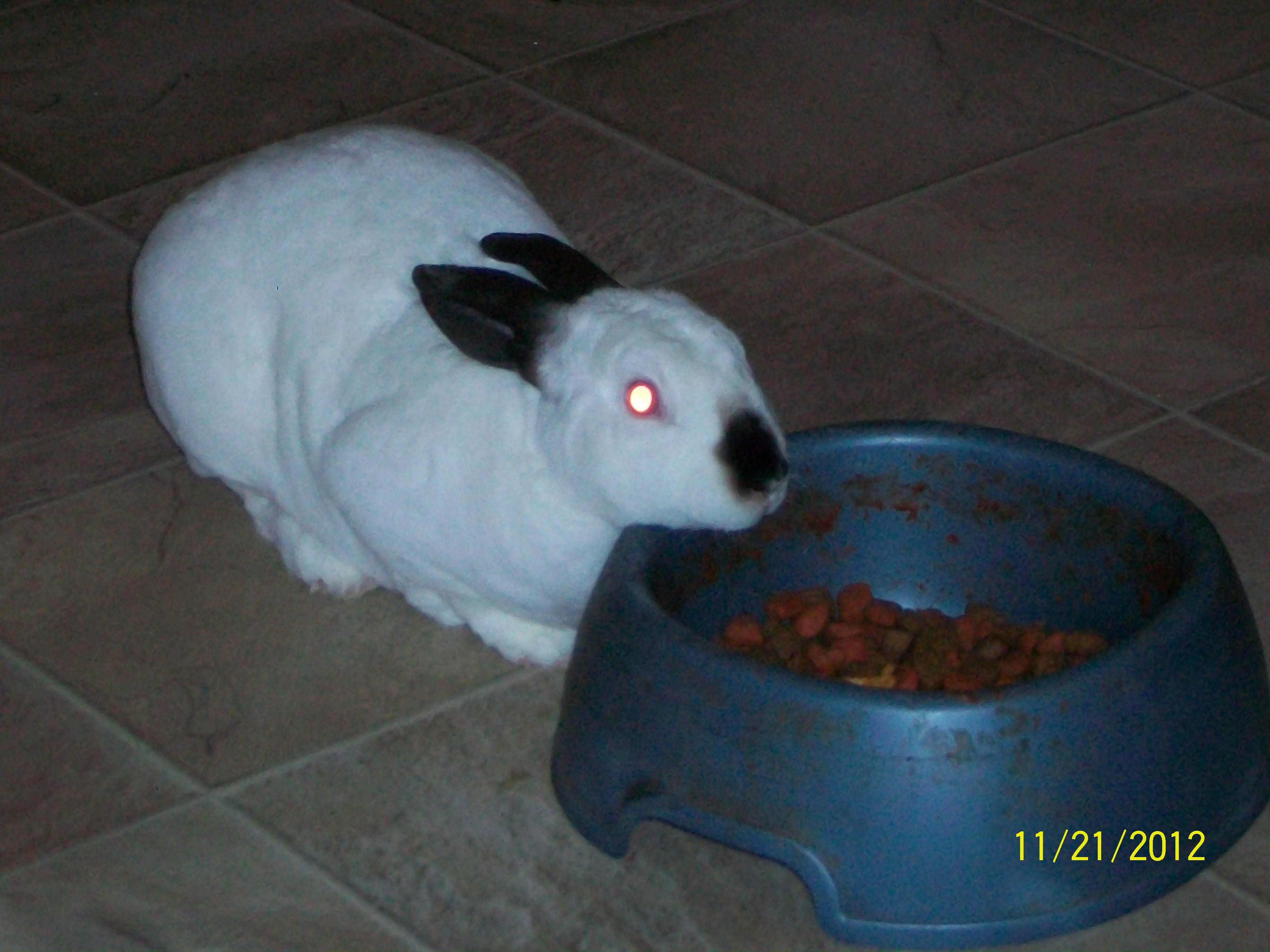 my daughters bunny
