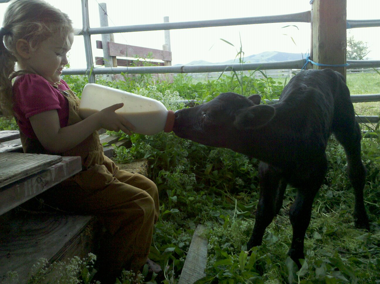 My daughter's calf, "Goat"