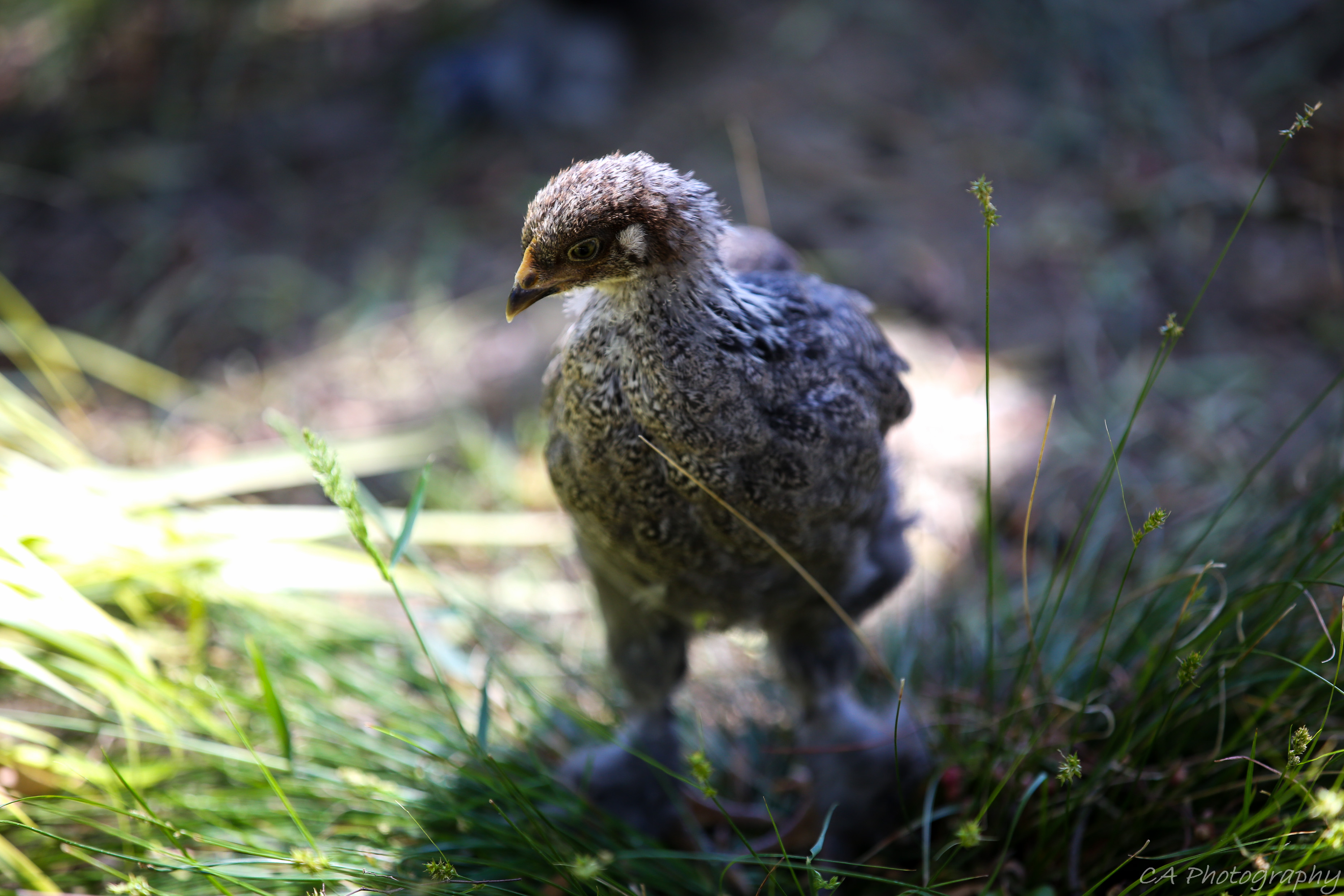 My daughters Dark Bantam, she is a real charmer and loves when I bring the shovel out to dig up a bit of the ground for worms.  She has eagle eyes and is a love bug