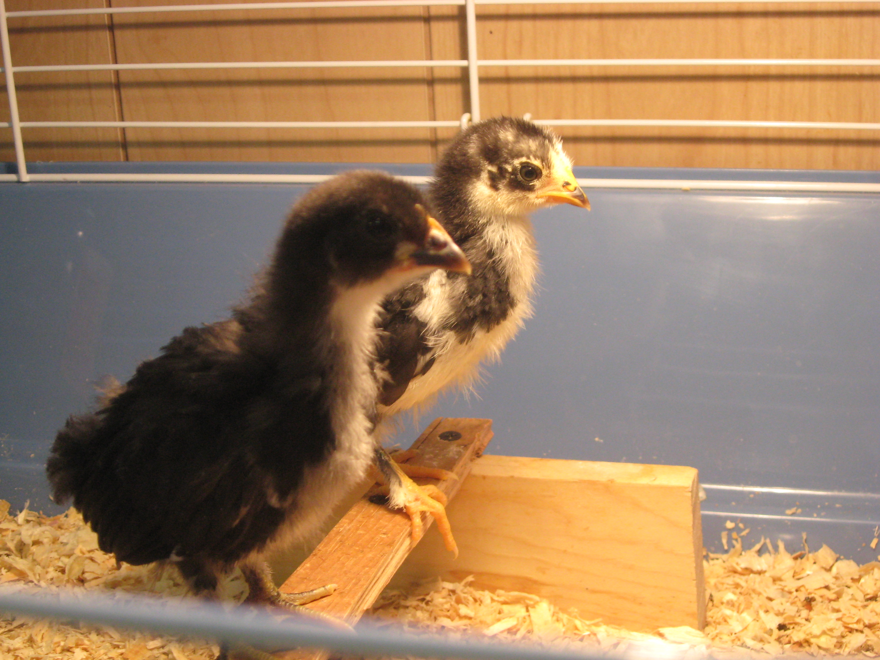 My daughters first chickens - Trouble and Squeakers