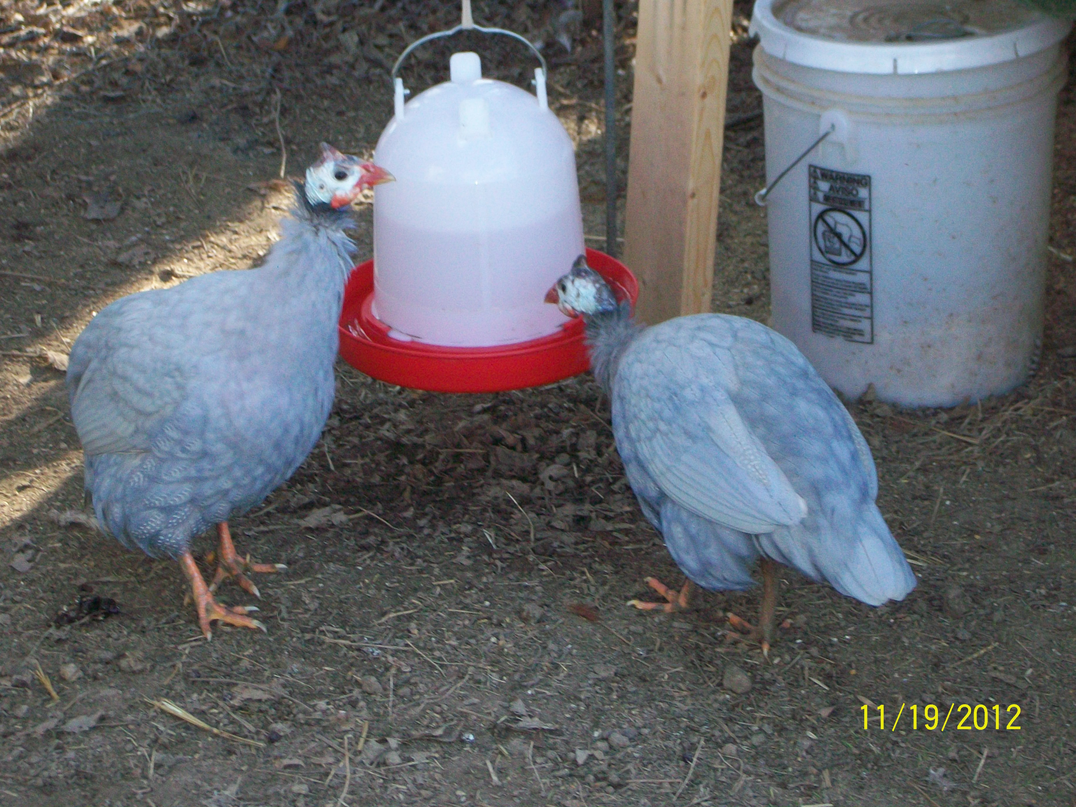 my daughters guineas