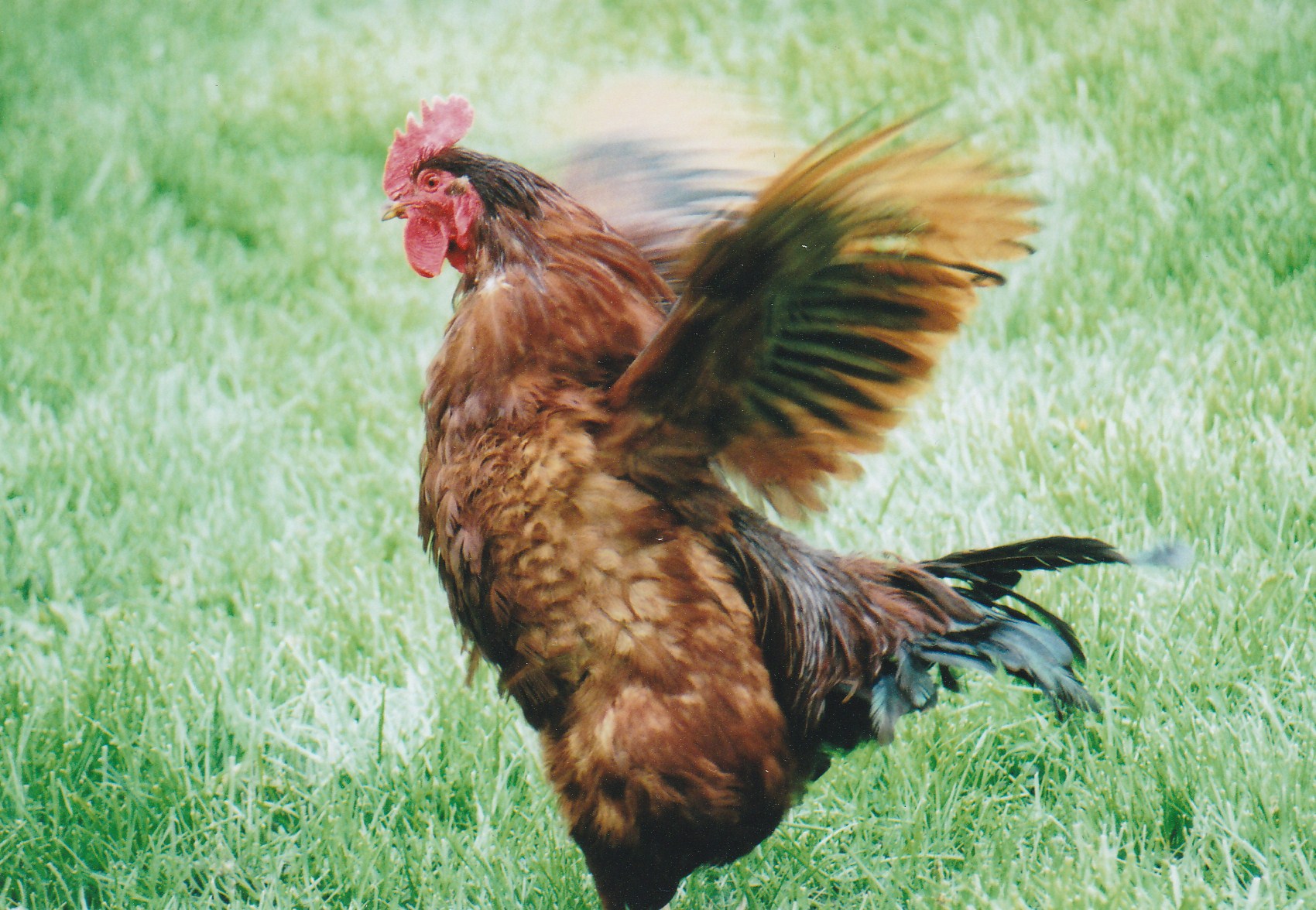 My daughter's pet rooster is named "Roddy" and this was
a random shot that just happened to capture his wings like this.