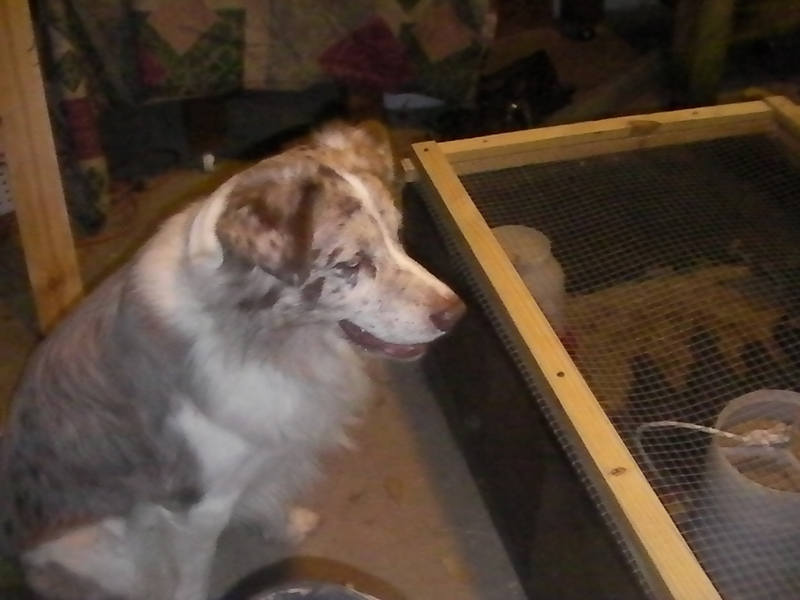 My Dawg has gone broody