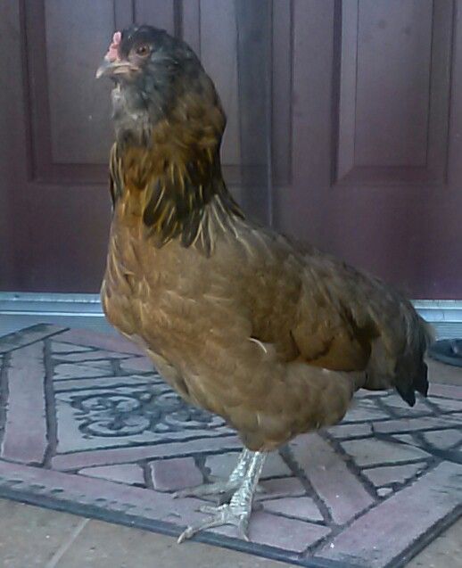 My dear, old, and first chicken Darin.