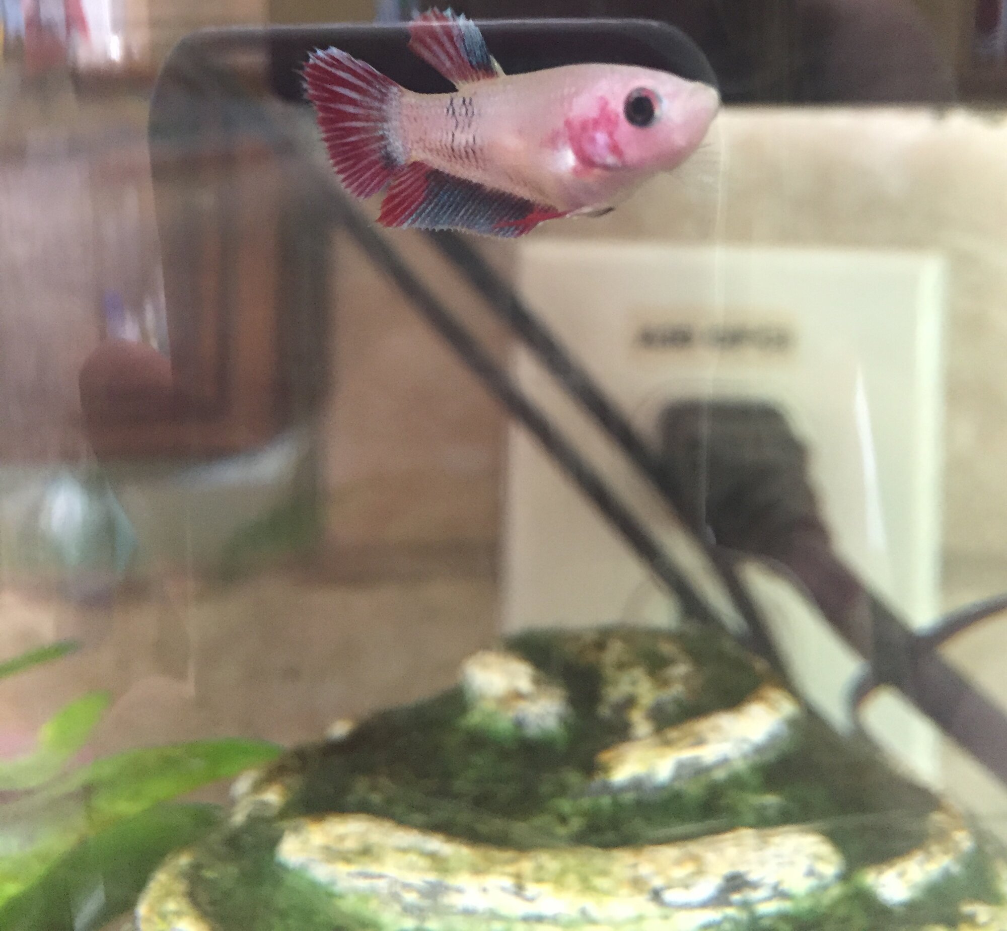 My dear young female betta!