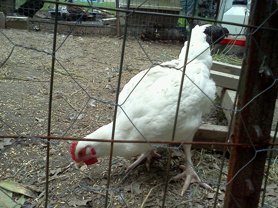 My different meat bird