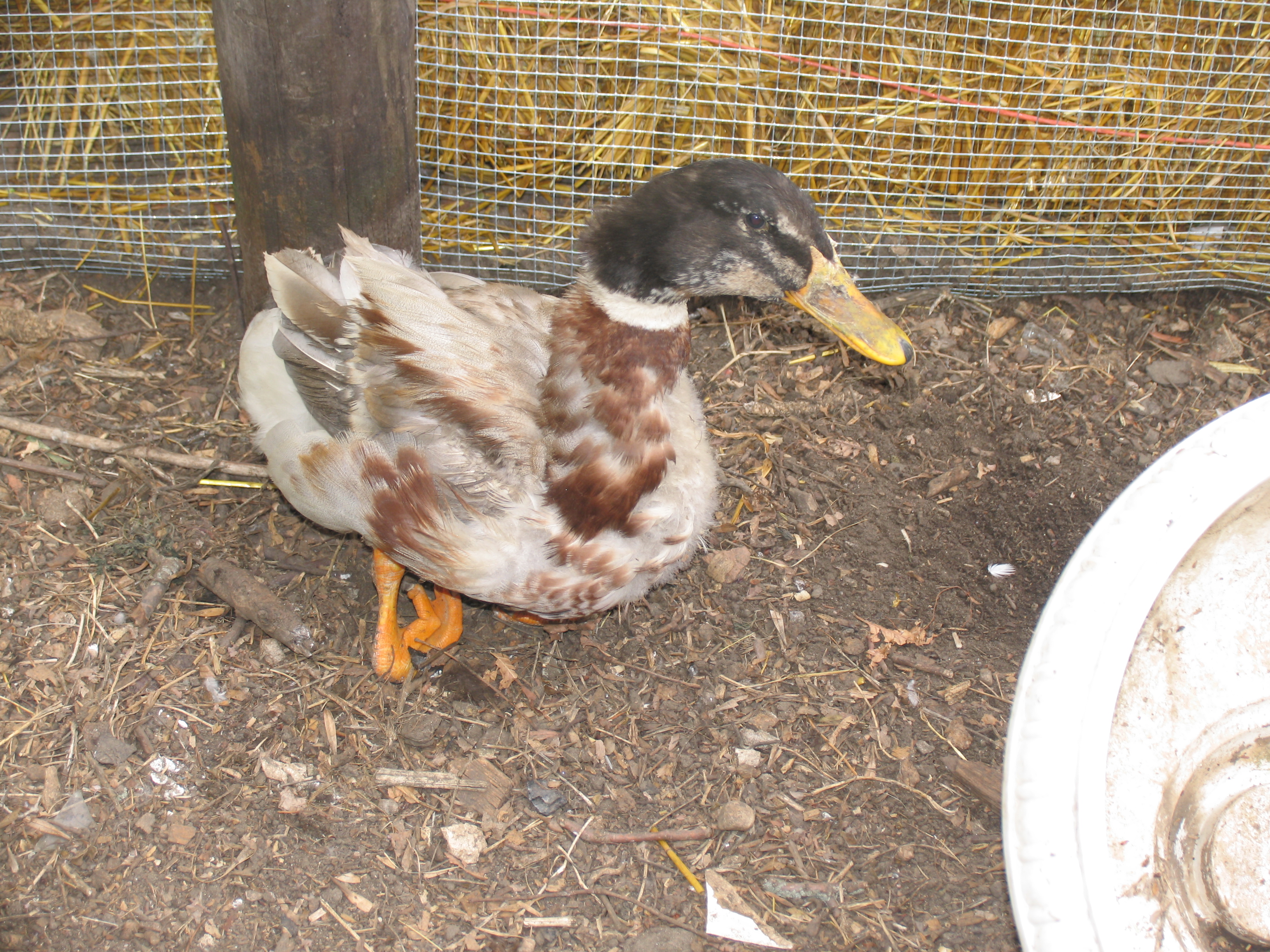 my disabled drake, Ducky. He was a year old when I got him and had already learned how to get around on his twisted feet.