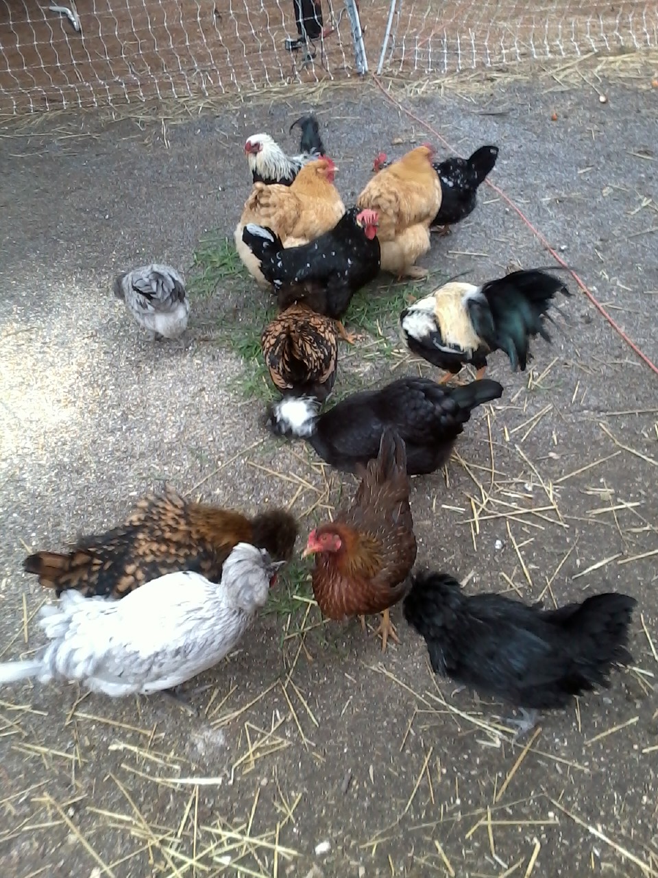 My diverse little flock!