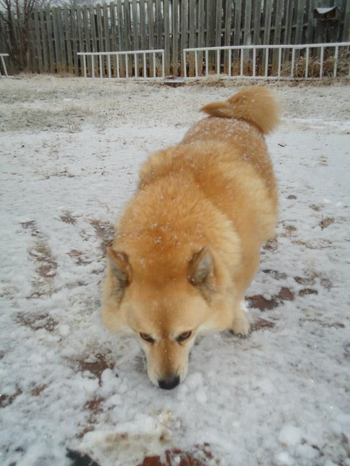 *
My dog Caliboi. hes a Jindo Corgi mix. 
Eating Snow