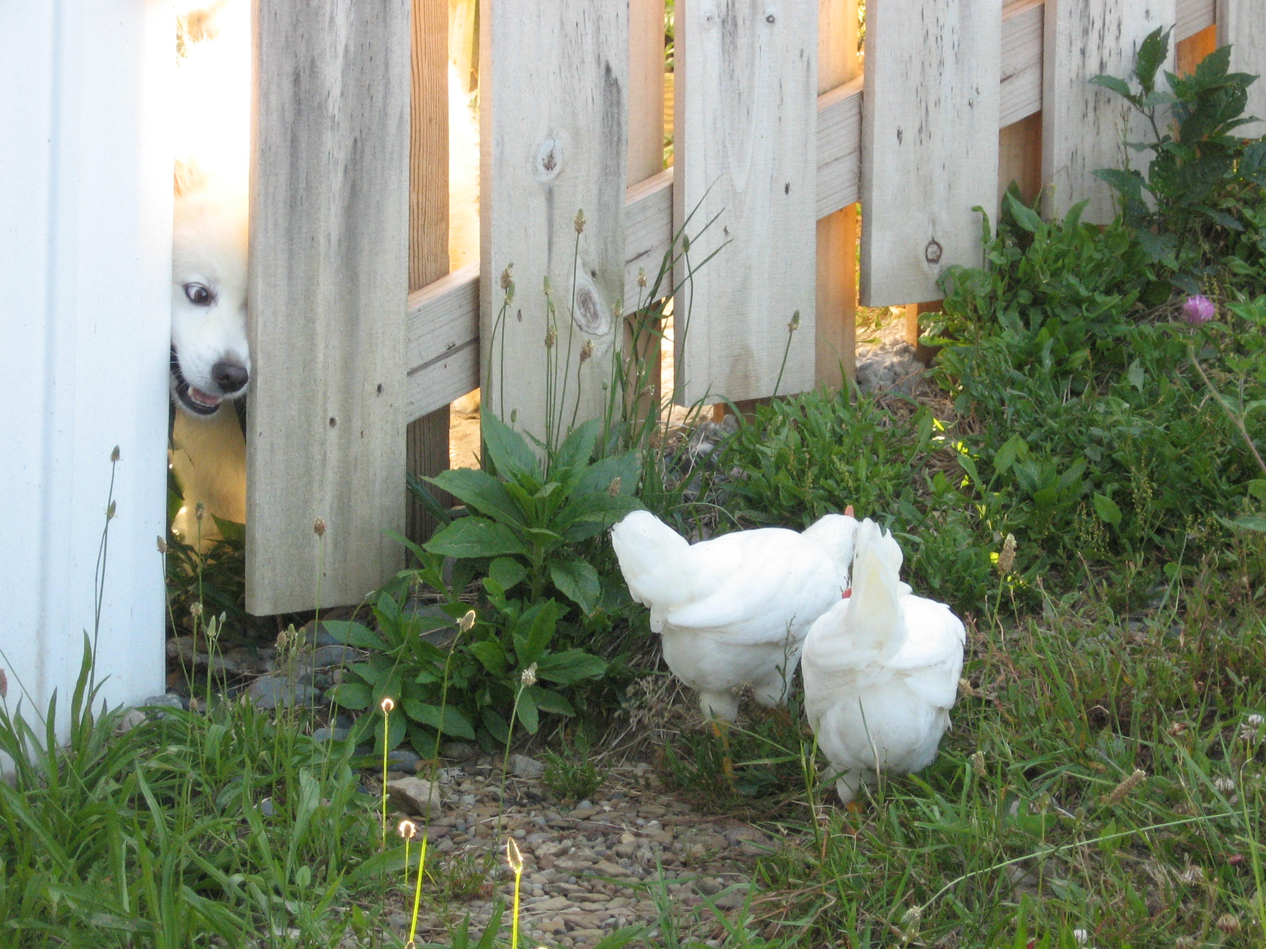 My Dog Casper is wanting to play with the girls and having a fit!