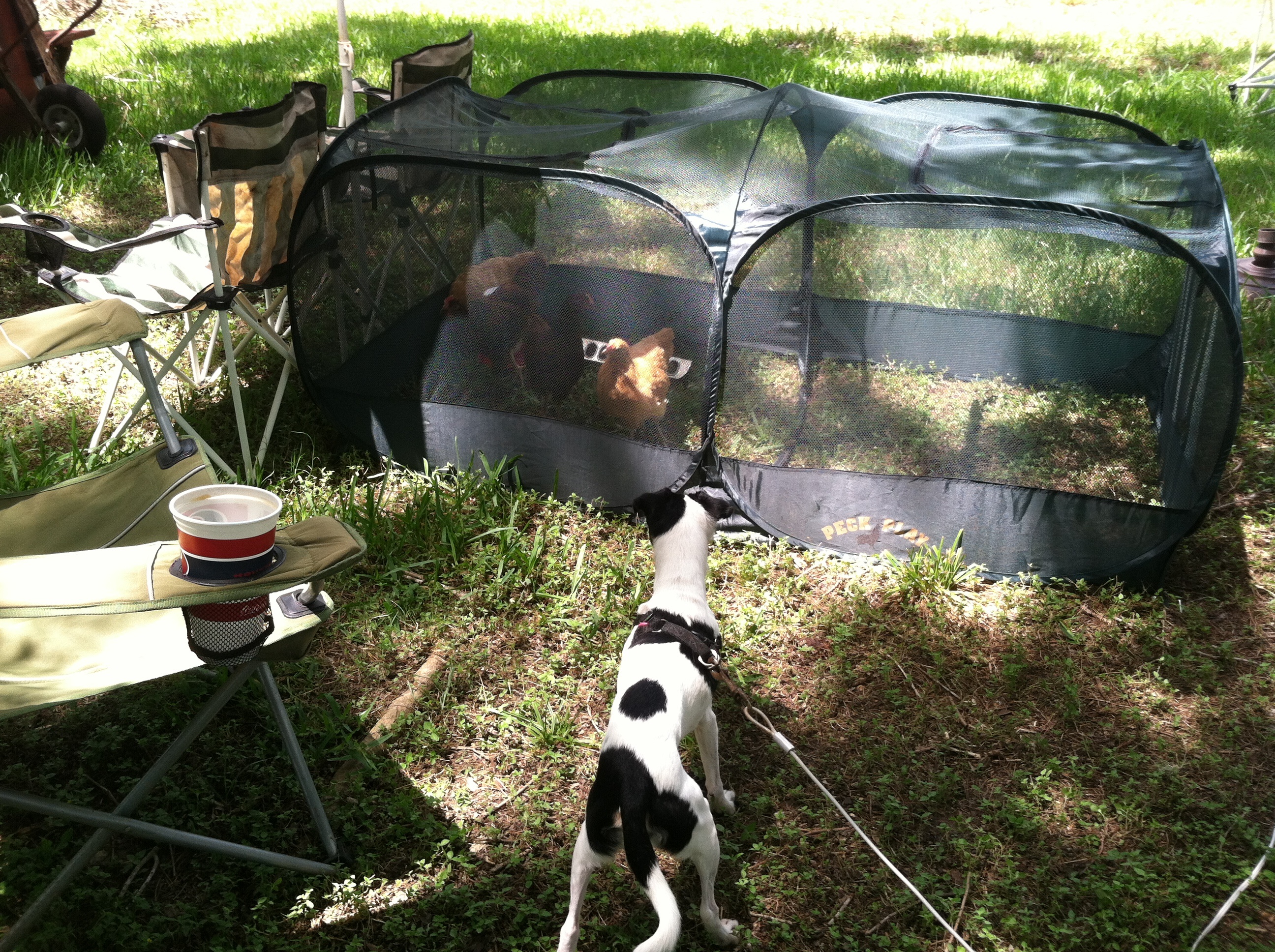 My dog Chyna wants to visit the girls