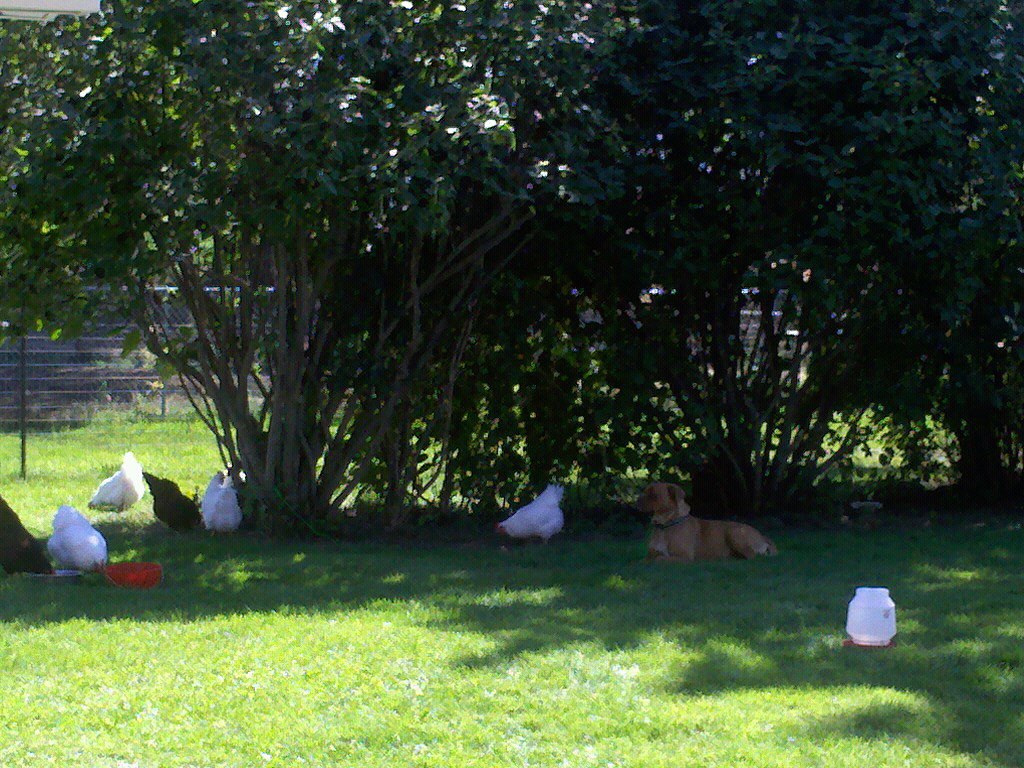 My dog guarding the flock, she's even ok with them in her food and water.