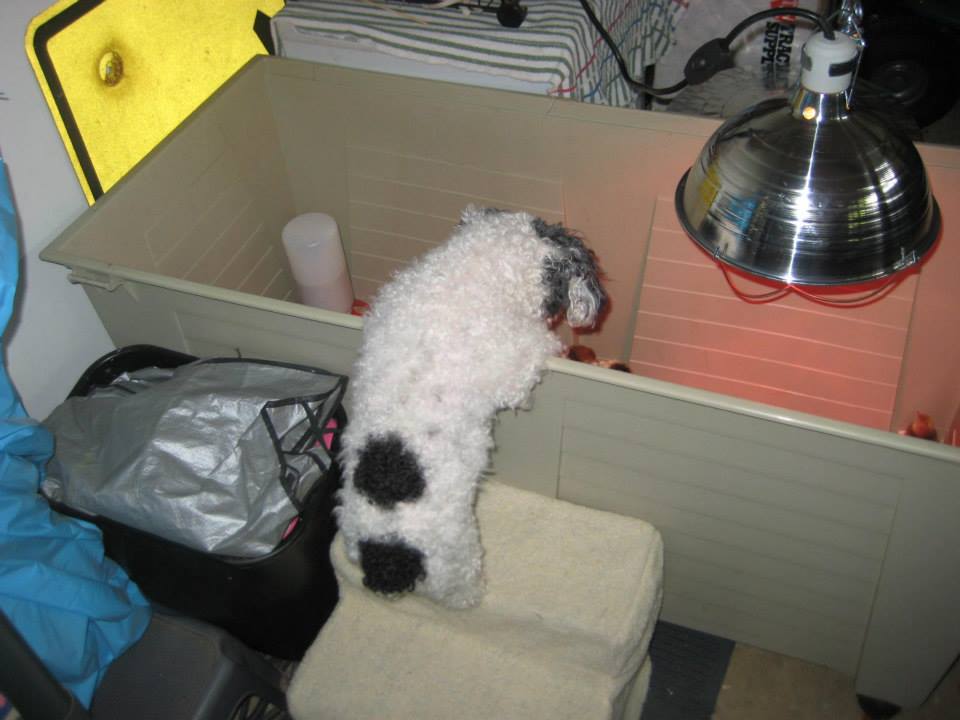 *
My dog is very interested :)