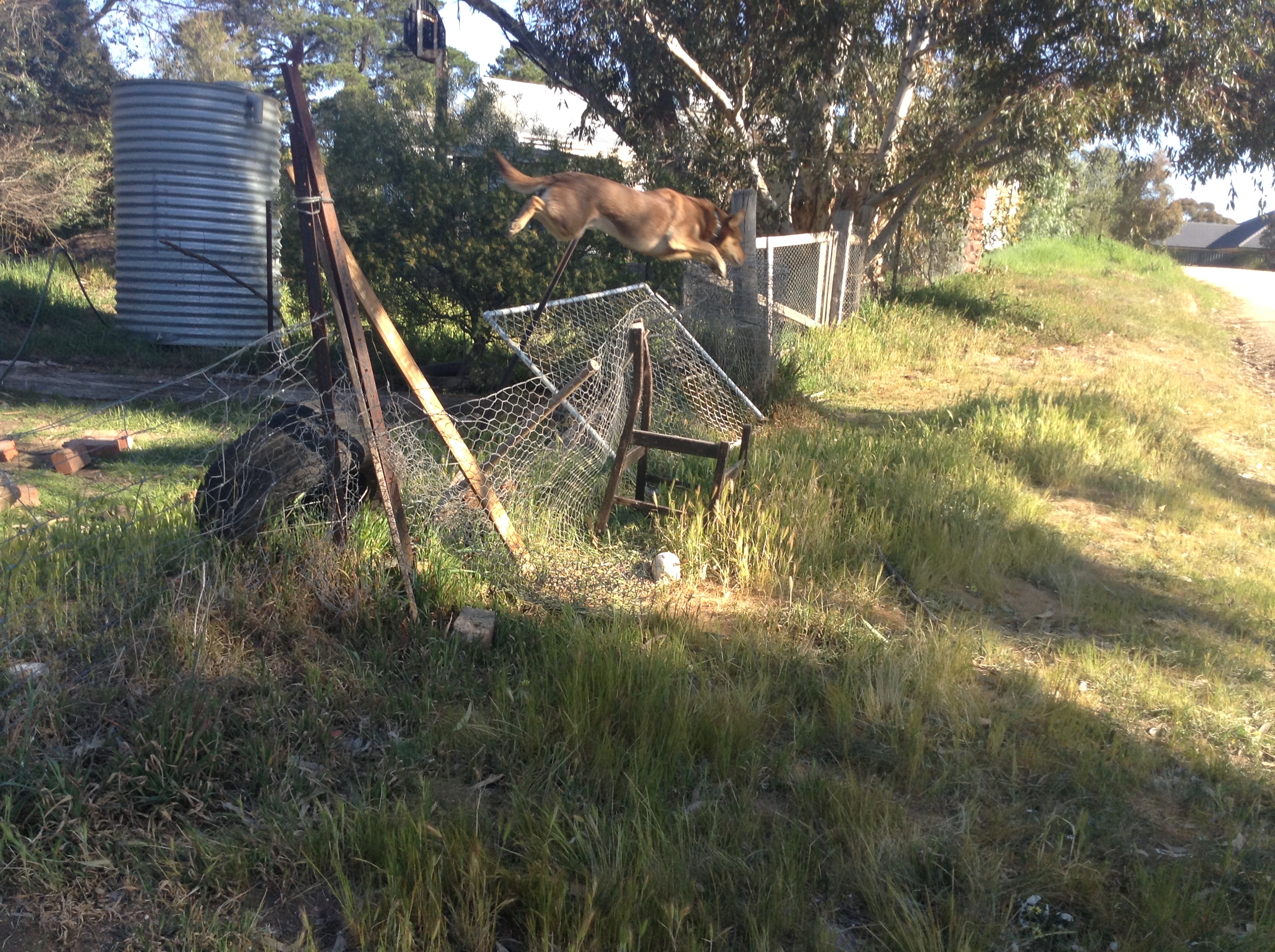 My dog jumping a fence!