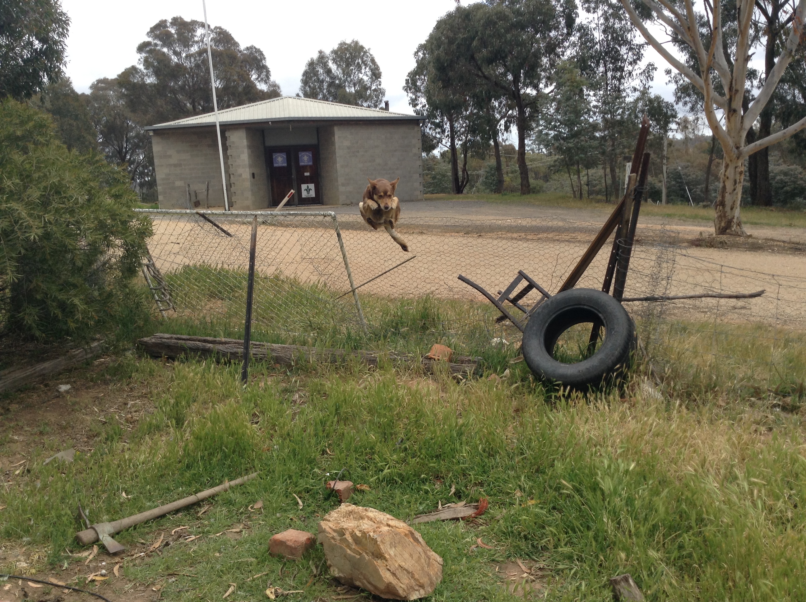 My dog jumping a huge fence!