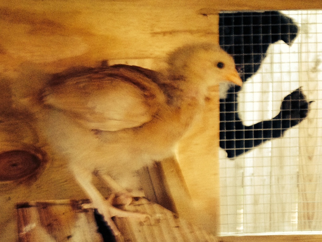 My dog Penny admiring Gert (BO) on the roost