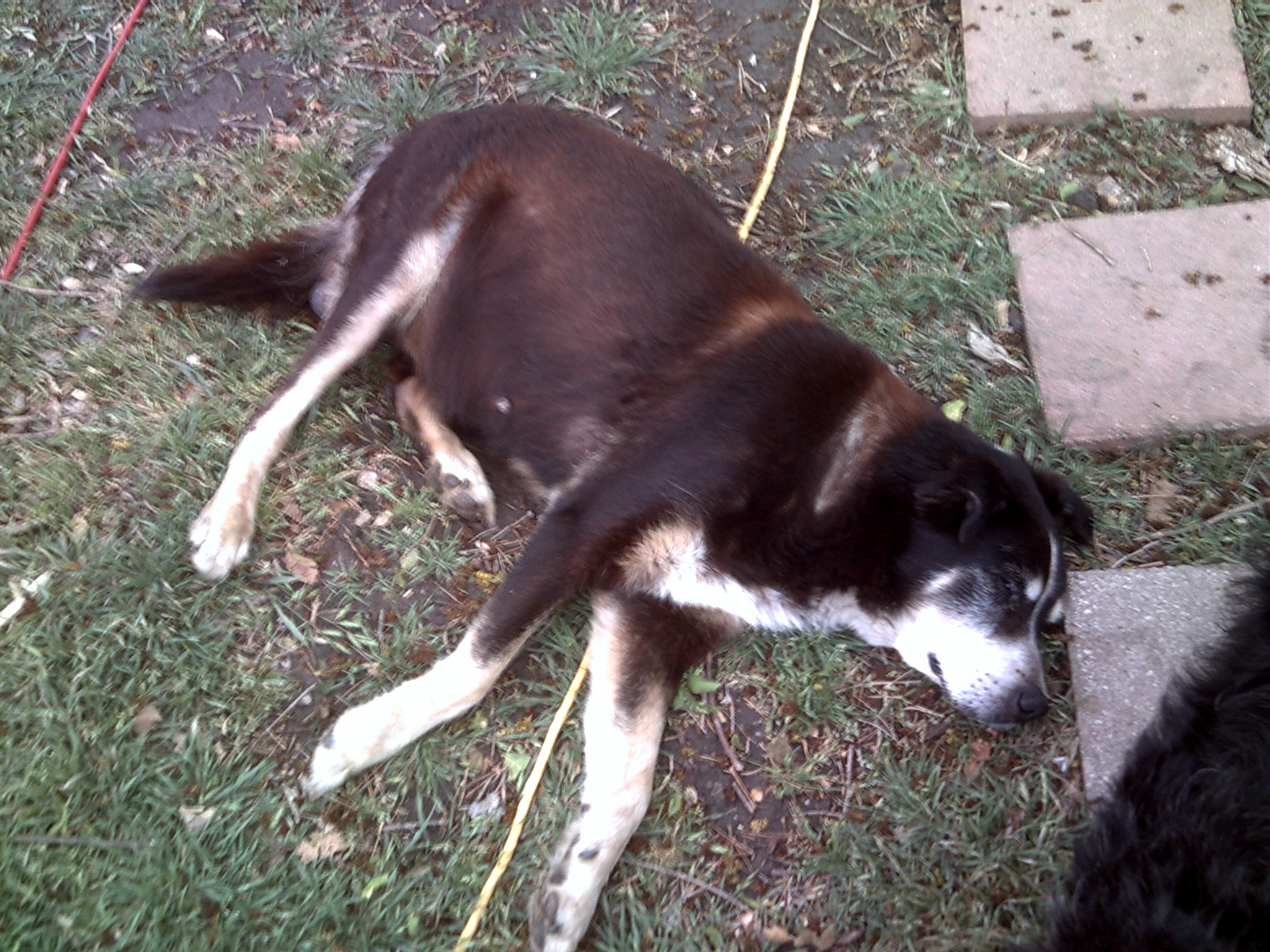 my dog pete taking a nap