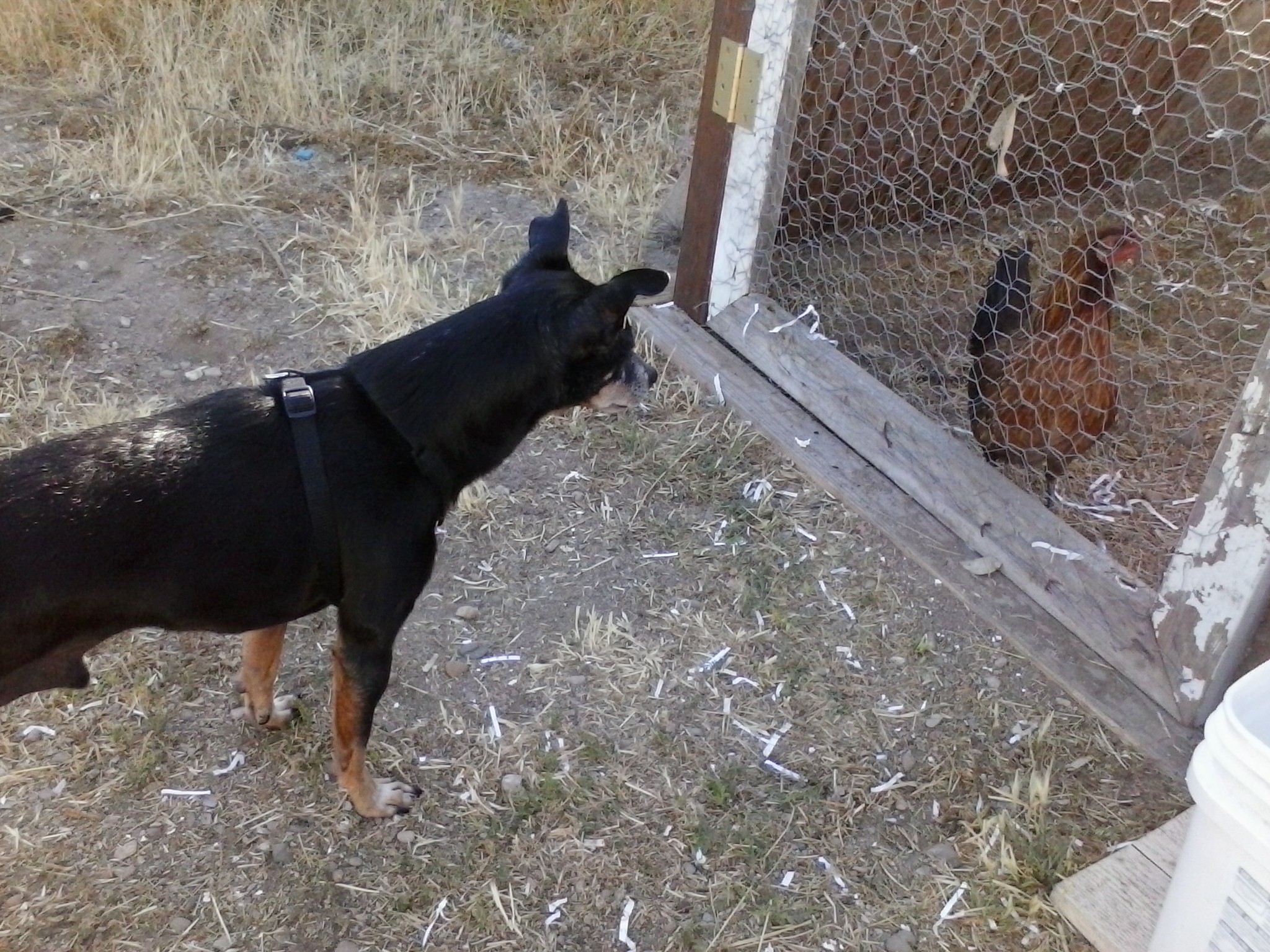 My dog, Reggie and Goldie, our American Game hen. He is staring her down, but she is not backing down anymore. LOL!