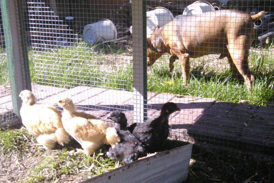My dog, Rusty, on patrol. My daughter brought over her border collie puppy and I had to put my 3 week range loving chicks in their coop. The puppy was excited and scaring my chicks. My dog immediately went into action and discouraged the puppy to stay away from the coop! I was so happy. He just growled with authority and made sure the pup stayed away.
