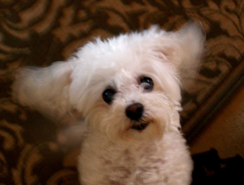 My dog Sophie :)