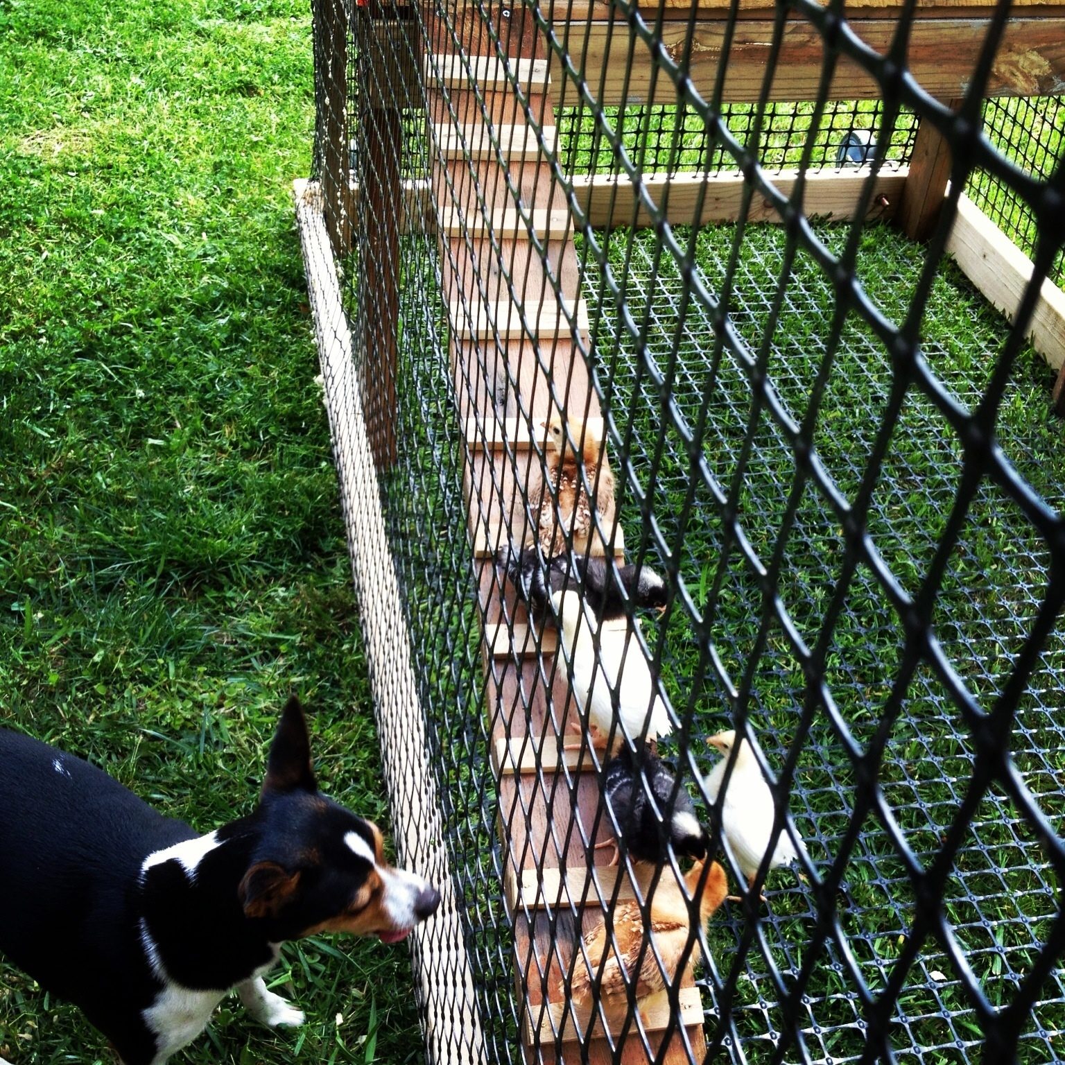 My doggy is very curious