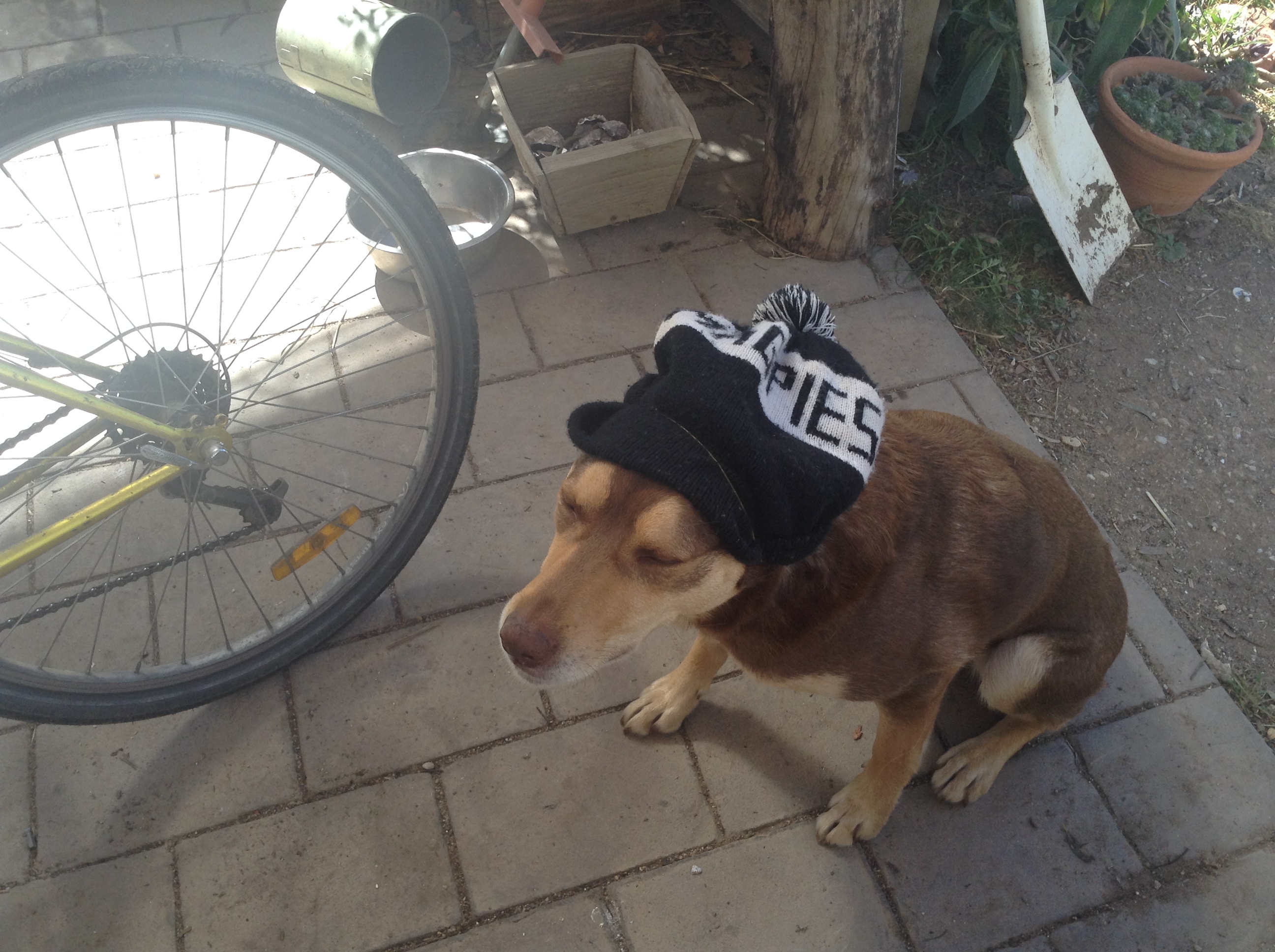 My dogs a great Collingwood supporter!