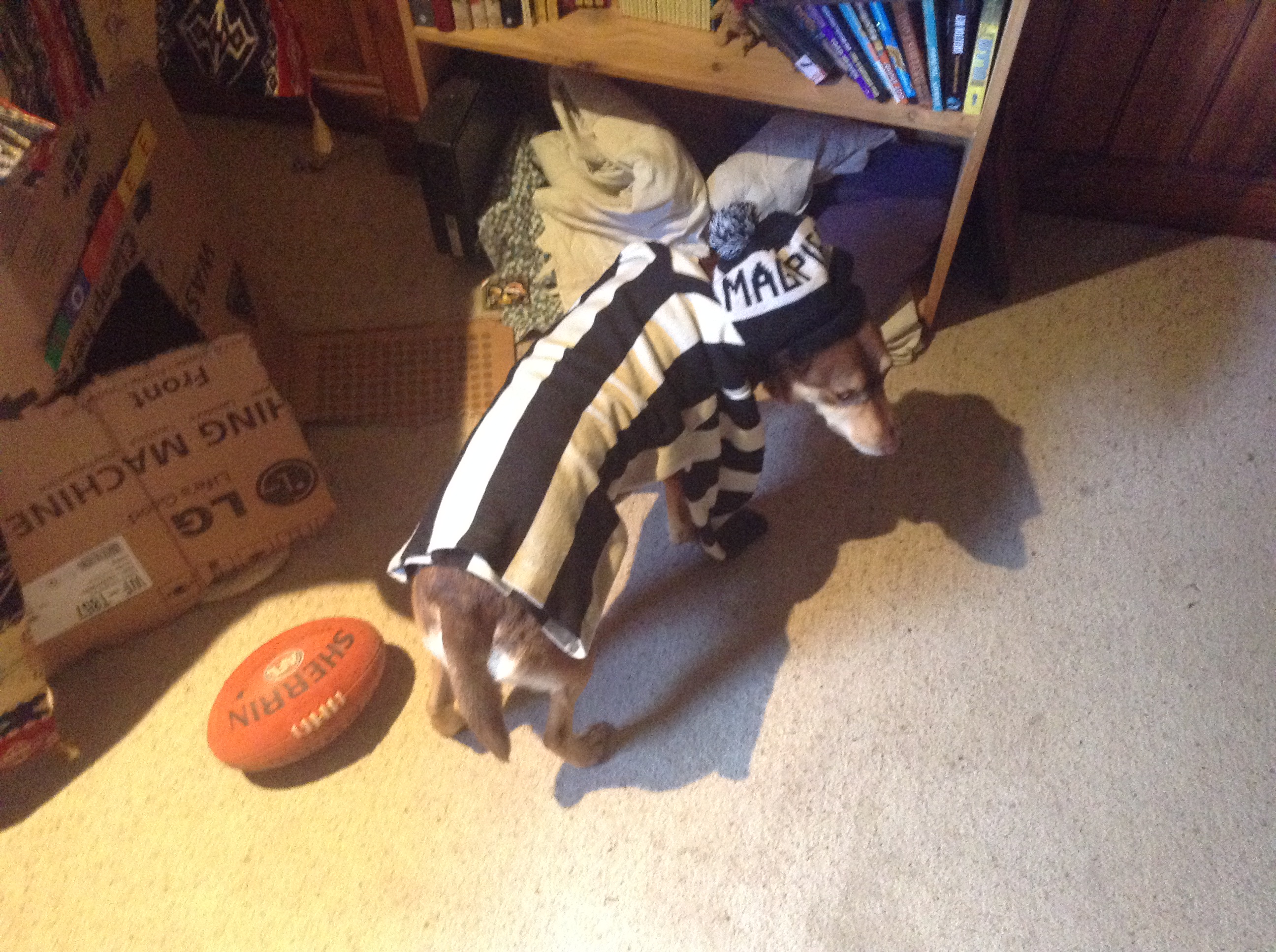 My dogs Collingwood addiction keeps getting bigger!