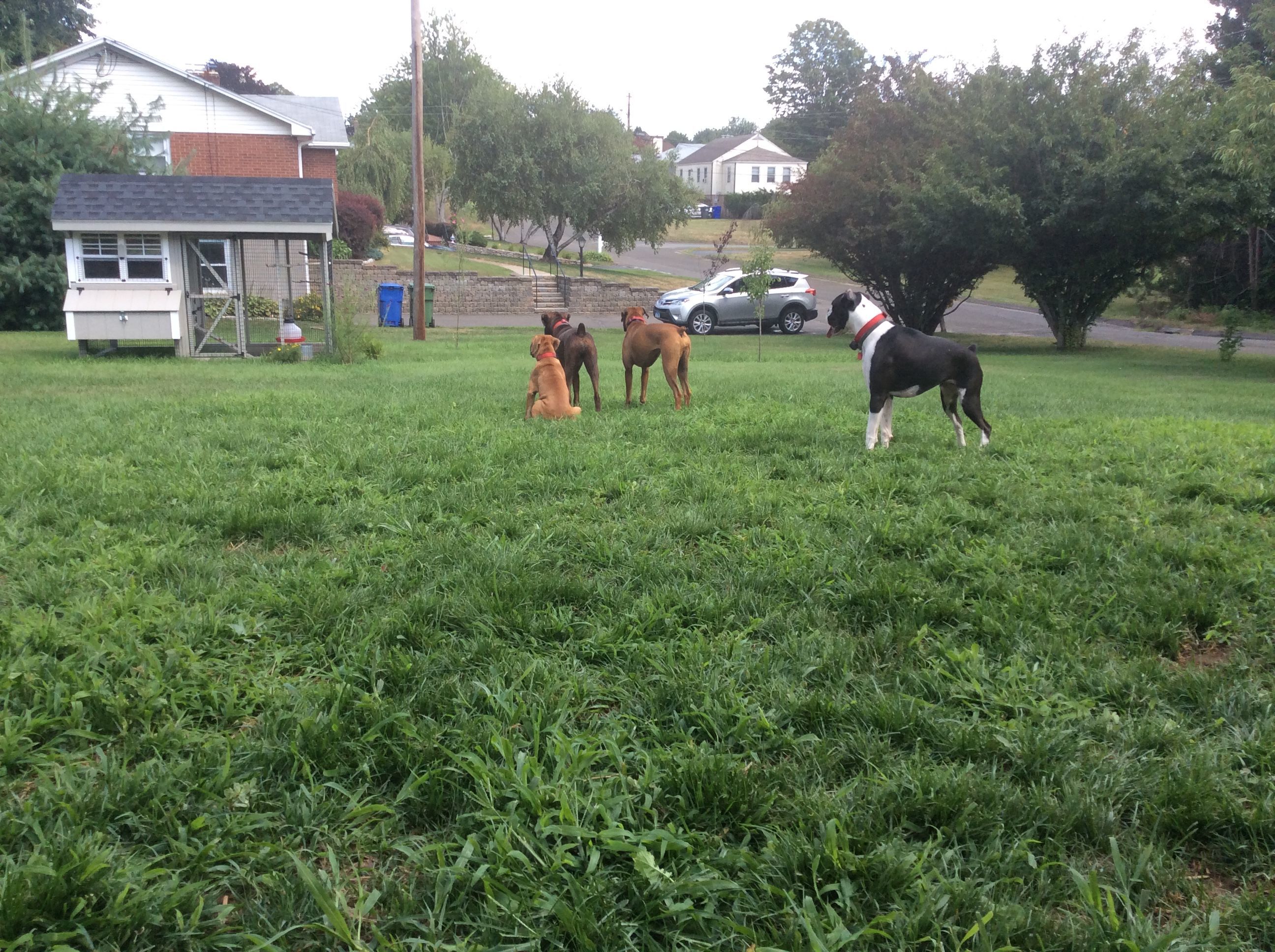 My dogs wondering what the Hell is all that Cheepin!??! LOL