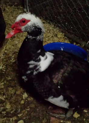 My Drake Flagg, head of my Muscovy ducks