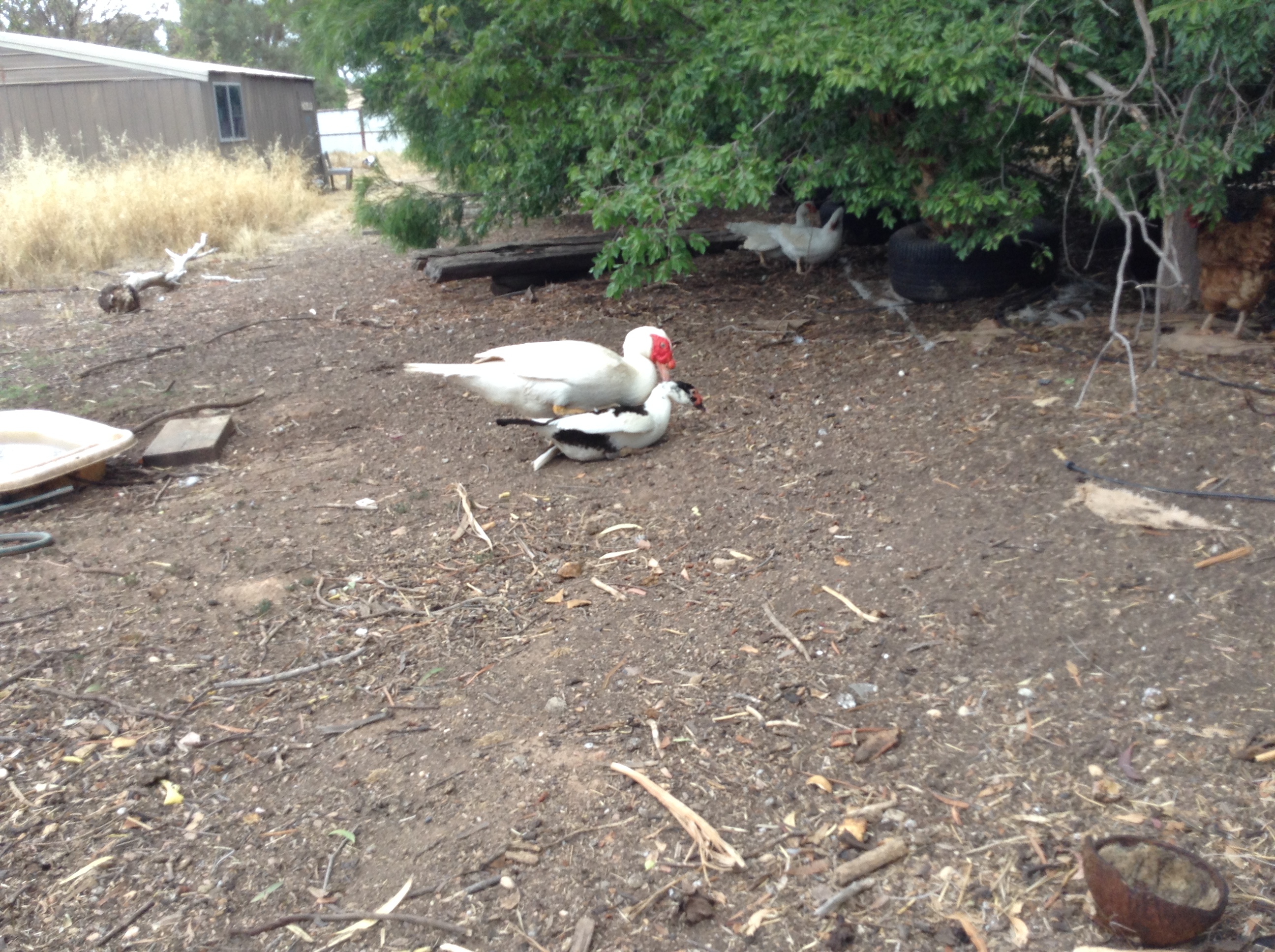 My drake mating with a duck!