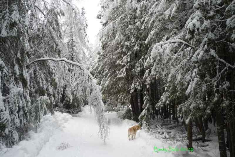 My driveway after the snow/ice/rain storm on Mar 2-3, 2012.