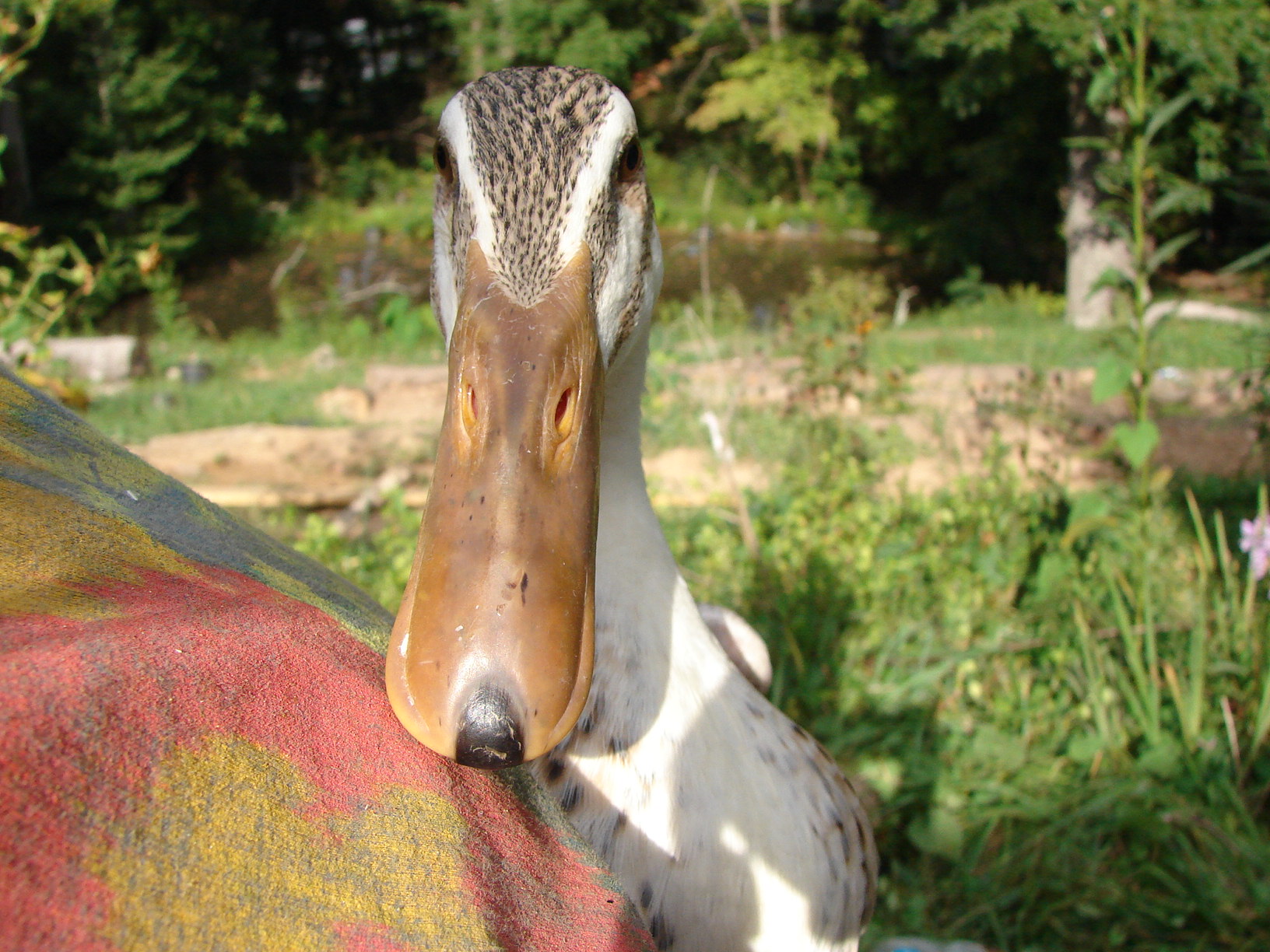 My duck Cinnamon.