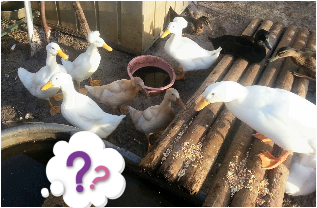 My Duckies