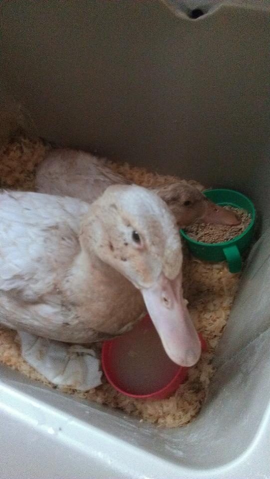 My ducklings all patched up and relaxing