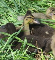 My ducklings from two years ago (2010)